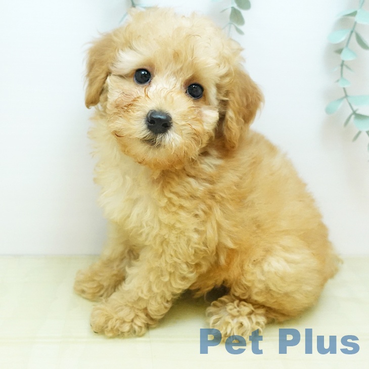 トイ・プードルの写真2