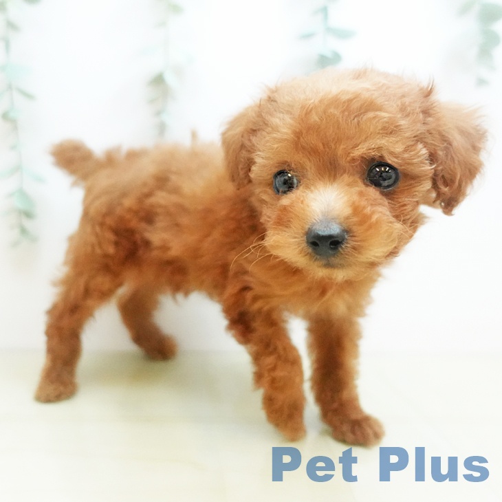 京都府のトイプードル(トイ) (ペットプラス イオンモールKYOTO店/2025年8月28日生まれ/男の子/レッド)の子犬の1枚目の画像