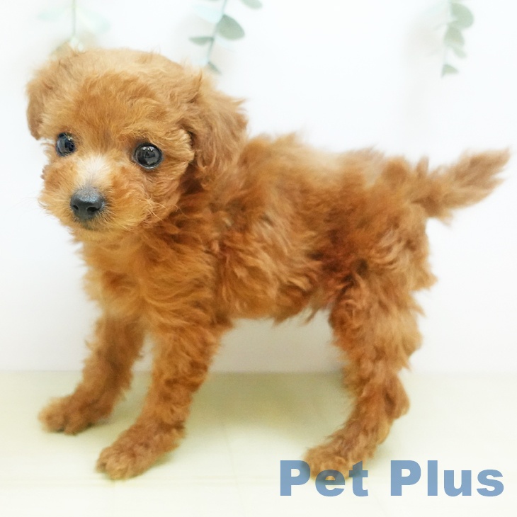 京都府のトイプードル(トイ) (ペットプラス イオンモールKYOTO店/2025年8月28日生まれ/男の子/レッド)の子犬の2枚目の画像