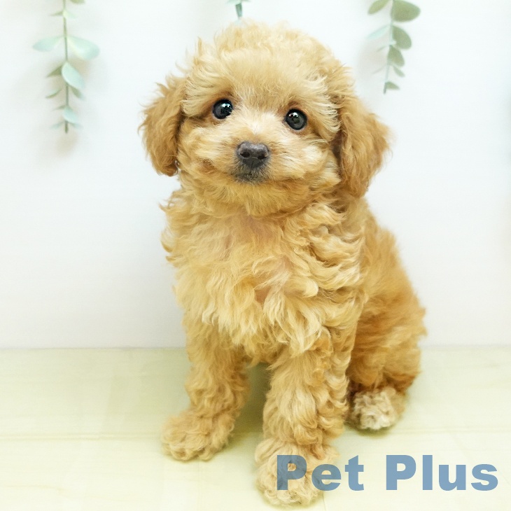 大阪府のトイプードル(トイ) (ペットプラス 鶴見店/2025年8月26日生まれ/男の子/オレンジフォーン)の子犬の1枚目の画像