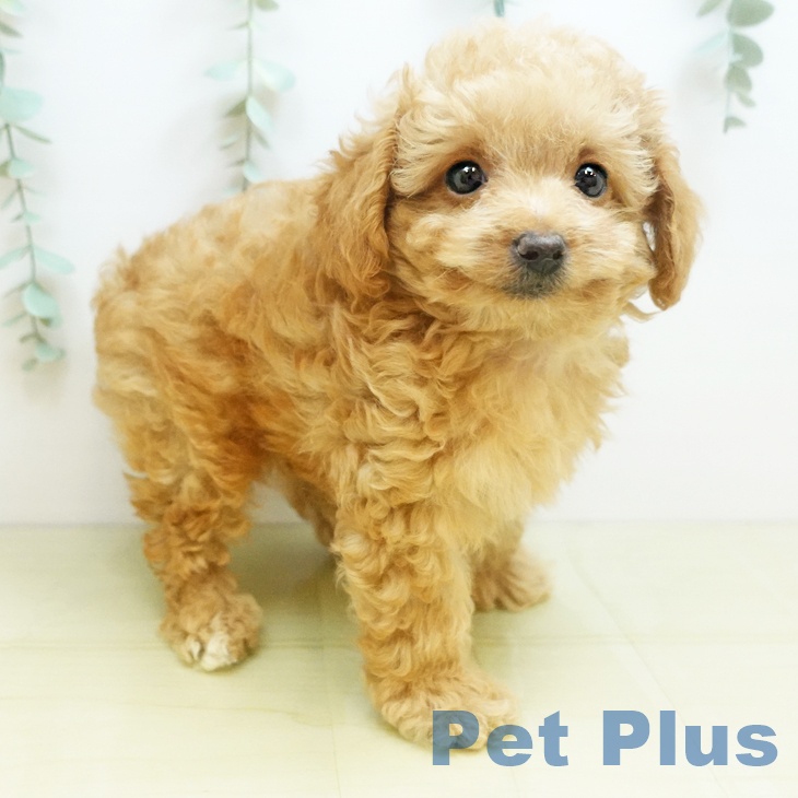 大阪府のトイプードル(トイ) (ペットプラス 鶴見店/2025年8月26日生まれ/男の子/オレンジフォーン)の子犬の2枚目の画像