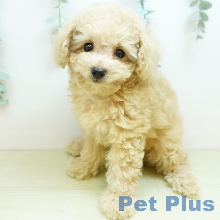 大阪府のトイプードル(トイ) (ペットプラス 鶴見店/2025年8月26日生まれ/女の子/ペールフォーン)の子犬の1枚目の画像