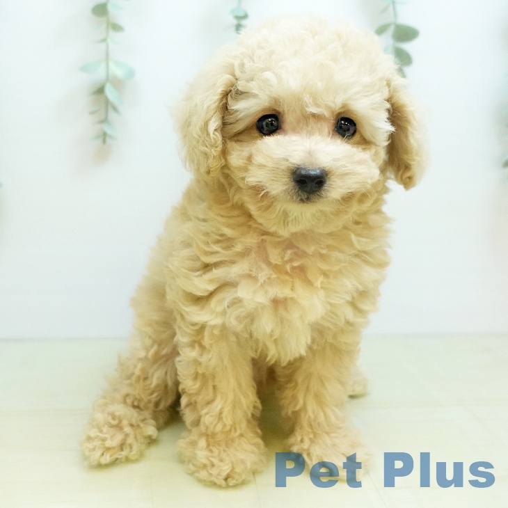 大阪府のトイプードル(トイ) (ペットプラス 鶴見店/2025年8月26日生まれ/女の子/ペールフォーン)の子犬の2枚目の画像