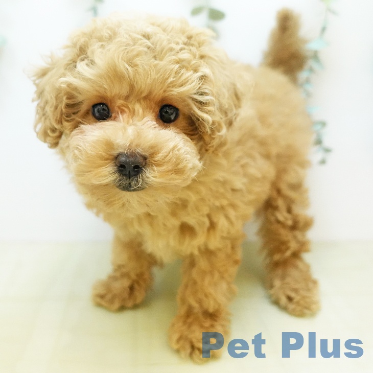大阪府のトイプードル(トイ) (ペットプラス イオン大日店/2025年8月26日生まれ/女の子/オレンジフォーン)の子犬の1枚目の画像