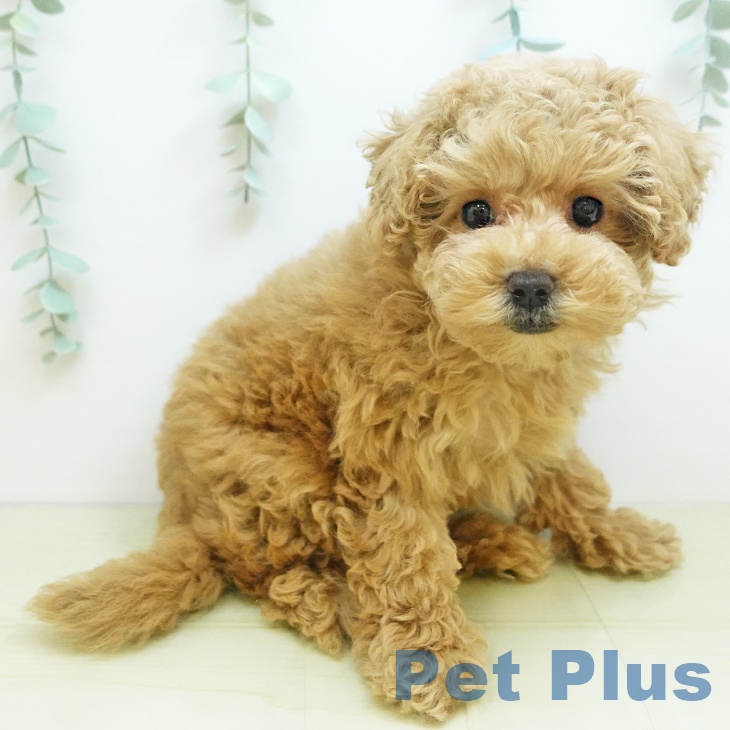 大阪府のトイプードル(トイ) (ペットプラス イオン大日店/2025年8月26日生まれ/女の子/オレンジフォーン)の子犬の2枚目の画像