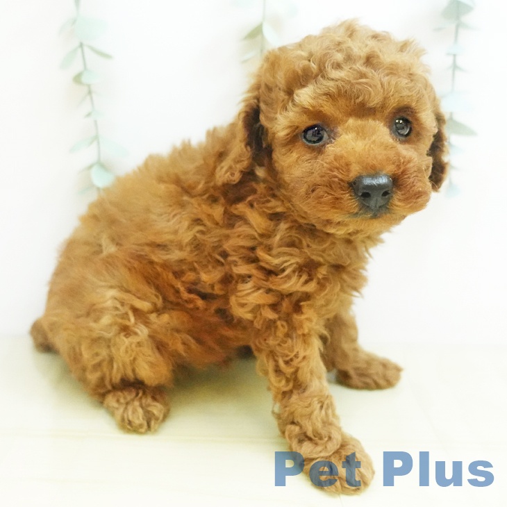 トイ・プードルの写真1