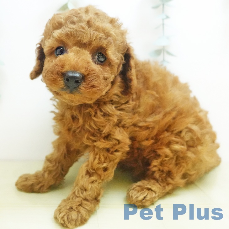 トイ・プードルの写真2