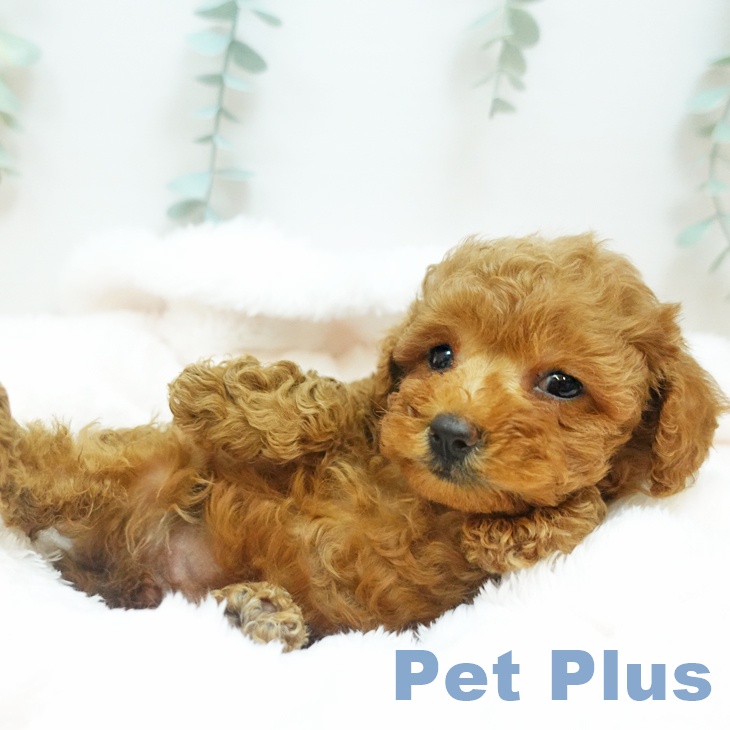 大阪府のトイプードル(トイ) (ペットプラス イオン大日店/2025年8月24日生まれ/女の子/レッドフォーン)の子犬の1枚目の画像