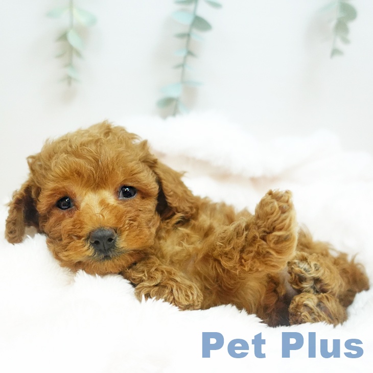 大阪府のトイプードル(トイ) (ペットプラス イオン大日店/2025年8月24日生まれ/女の子/レッドフォーン)の子犬の2枚目の画像