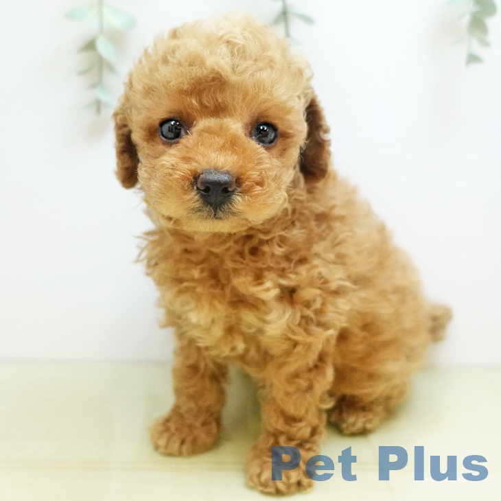 兵庫県のトイプードル(トイ) (ペットプラス 神戸三宮店/2025年8月24日生まれ/女の子/オレンジフォーン)の子犬の1枚目の画像