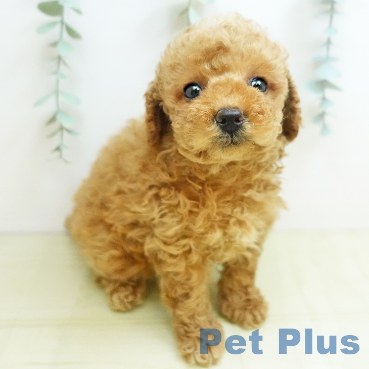 兵庫県のトイプードル(トイ) (ペットプラス 神戸三宮店/2025年8月24日生まれ/女の子/オレンジフォーン)の子犬の2枚目の画像