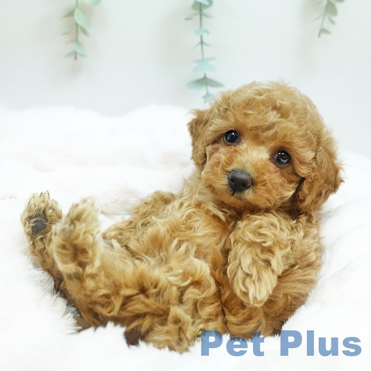京都府のトイプードル(トイ) (ペットプラス 京都桂川店/2025年8月24日生まれ/女の子/オレンジフォーン)の子犬の1枚目の画像