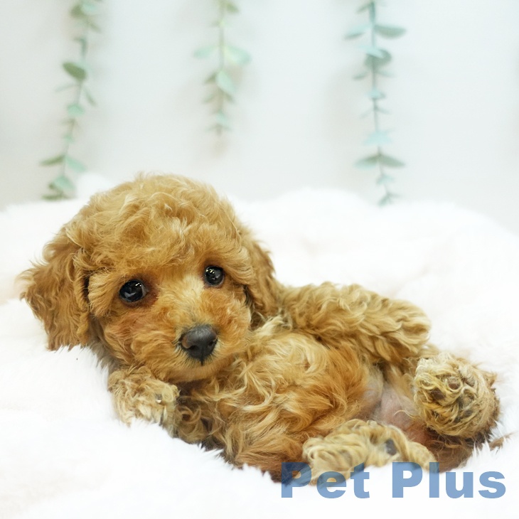京都府のトイプードル(トイ) (ペットプラス 京都桂川店/2025年8月24日生まれ/女の子/オレンジフォーン)の子犬の2枚目の画像
