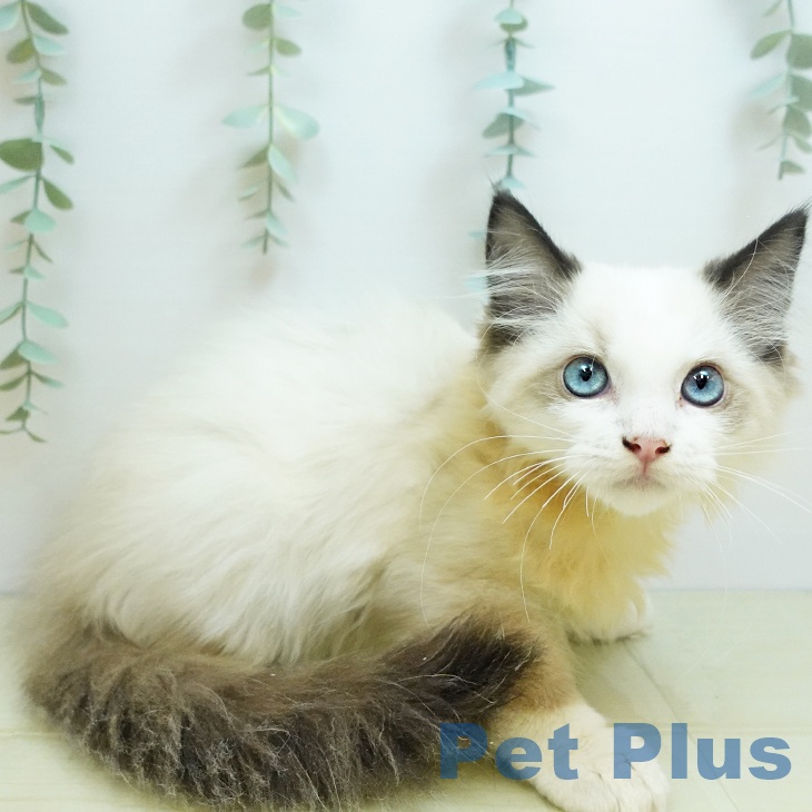 香川県のラグドール (ペットプラス 高松店/2025年8月20日生まれ/男の子/シールポイントバイカラー)の子猫の1枚目の画像