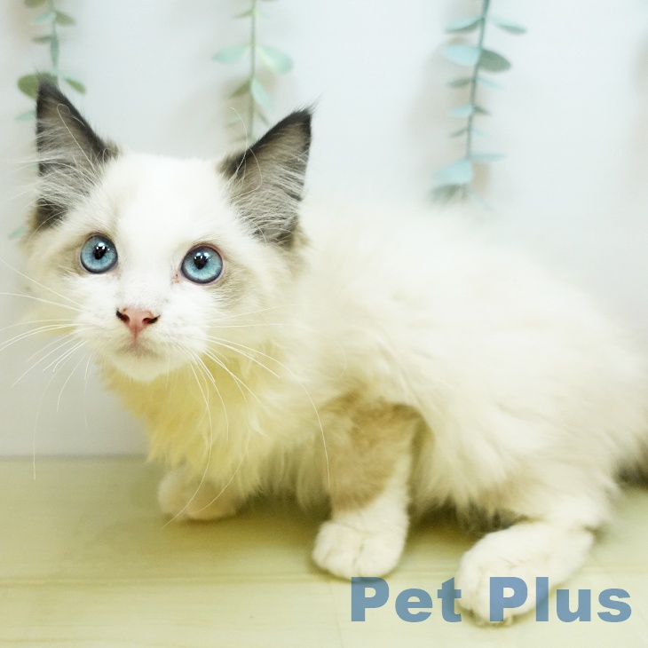 香川県のラグドール (ペットプラス 高松店/2025年8月20日生まれ/男の子/シールポイントバイカラー)の子猫の2枚目の画像