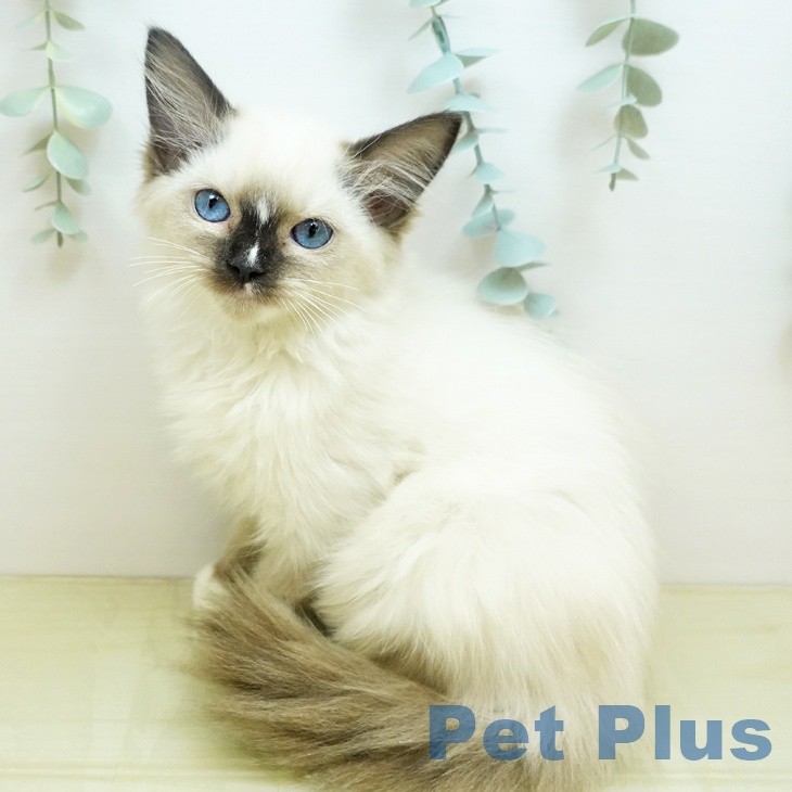 岡山県のラグドール (ペットプラス 岡山店/2025年8月20日生まれ/女の子/シールポイントミテッド)の子猫の1枚目の画像