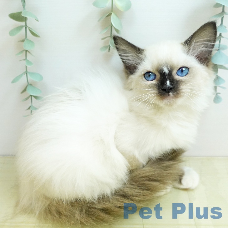 岡山県のラグドール (ペットプラス 岡山店/2025年8月20日生まれ/女の子/シールポイントミテッド)の子猫の2枚目の画像