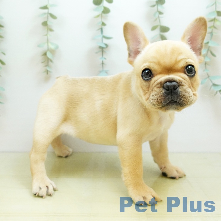 フレンチ・ブルドッグ