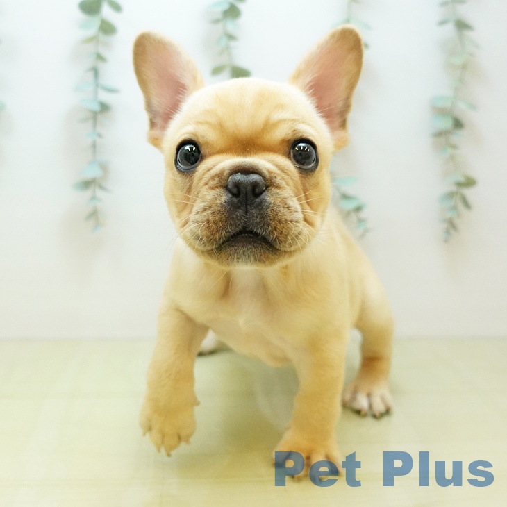 フレンチ・ブルドッグの写真2