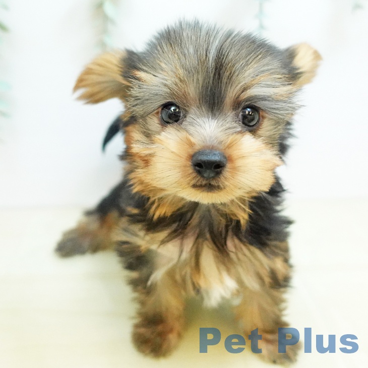 千葉県のヨークシャーテリア (ペットプラス 八千代緑が丘店/2025年8月29日生まれ/男の子/スチールブルータン)の子犬の1枚目の画像