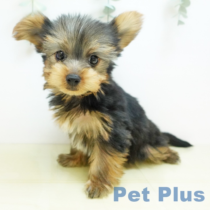 千葉県のヨークシャーテリア (ペットプラス 八千代緑が丘店/2025年8月29日生まれ/男の子/スチールブルータン)の子犬の2枚目の画像