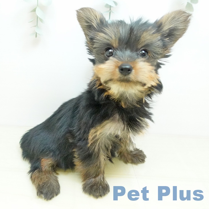 千葉県のヨークシャーテリア (ペットプラス 船橋店/2025年8月29日生まれ/女の子/スチールブルータン)の子犬の1枚目の画像