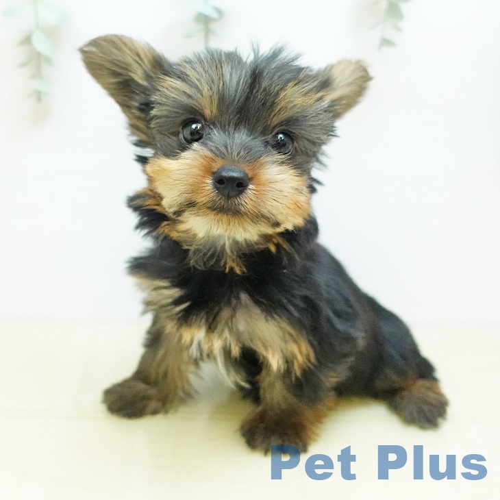 千葉県のヨークシャーテリア (ペットプラス 船橋店/2025年8月29日生まれ/女の子/スチールブルータン)の子犬の2枚目の画像