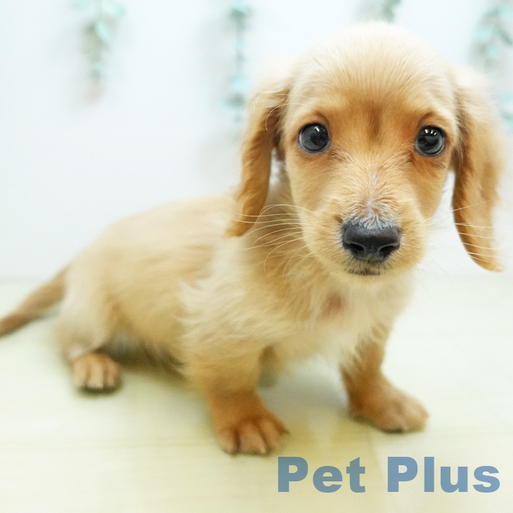 埼玉県のミニチュアダックスフンド(ロング) (ペッツワン 新座店/2025年8月30日生まれ/男の子/イエロー)の子犬