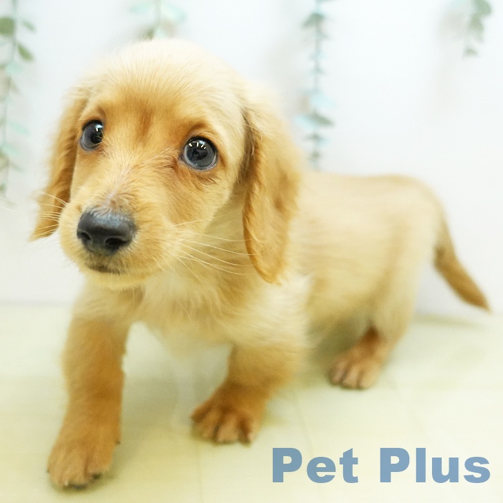 埼玉県のミニチュアダックスフンド(ロング) (ペッツワン 新座店/2025年8月30日生まれ/男の子/イエロー)の子犬の2枚目の画像