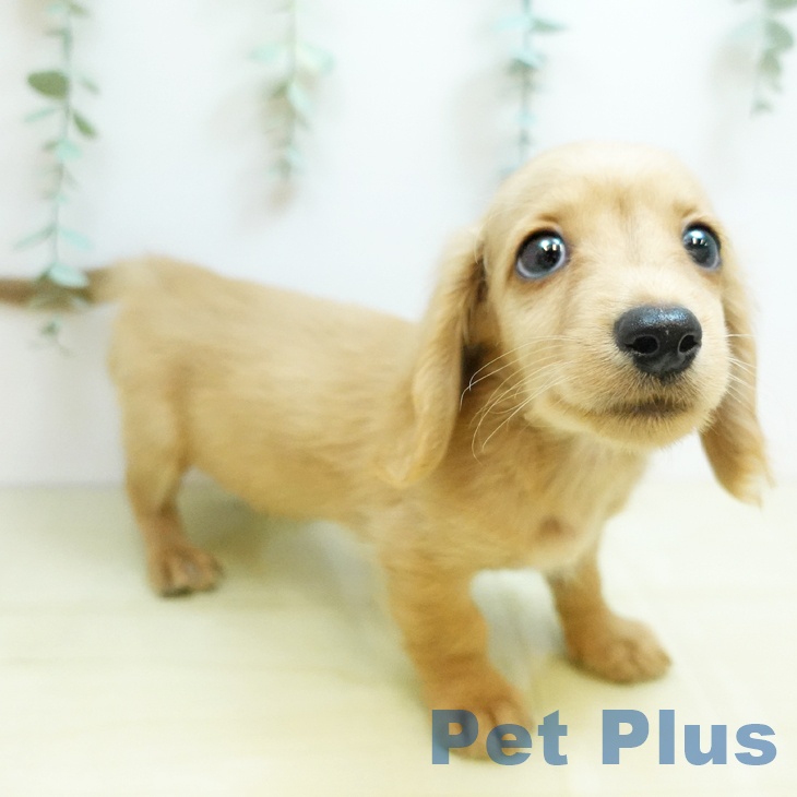 ミニチュア・ダックスフンド