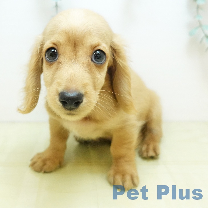 ミニチュア・ダックスフンドの写真2