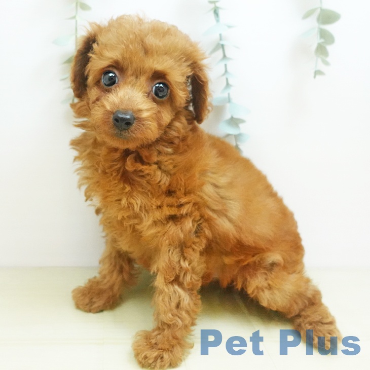 トイ・プードル