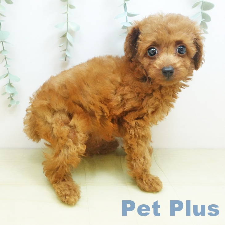 トイ・プードルの写真2