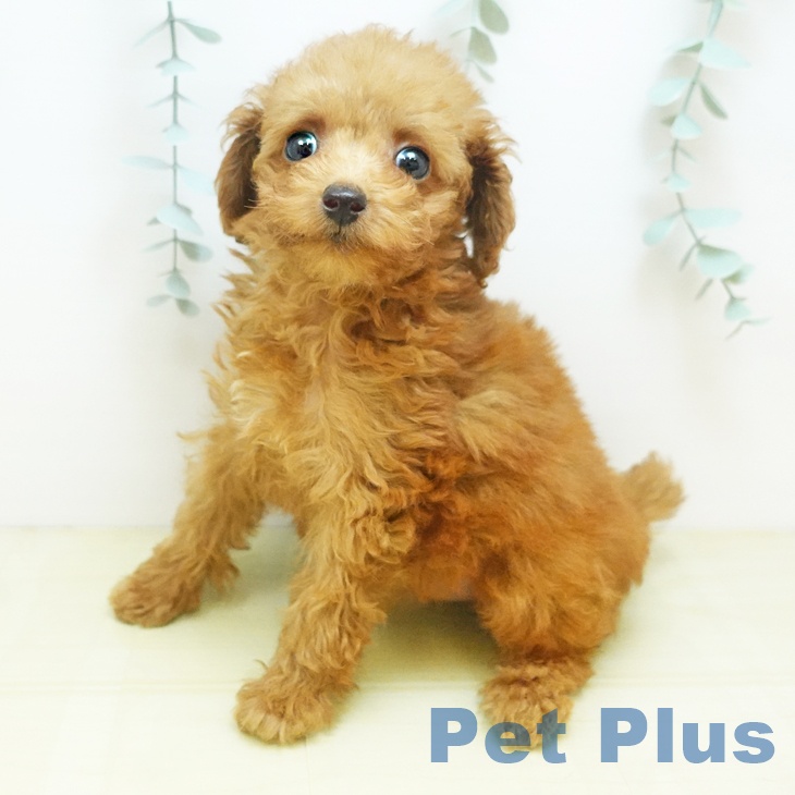 トイ・プードルの写真1