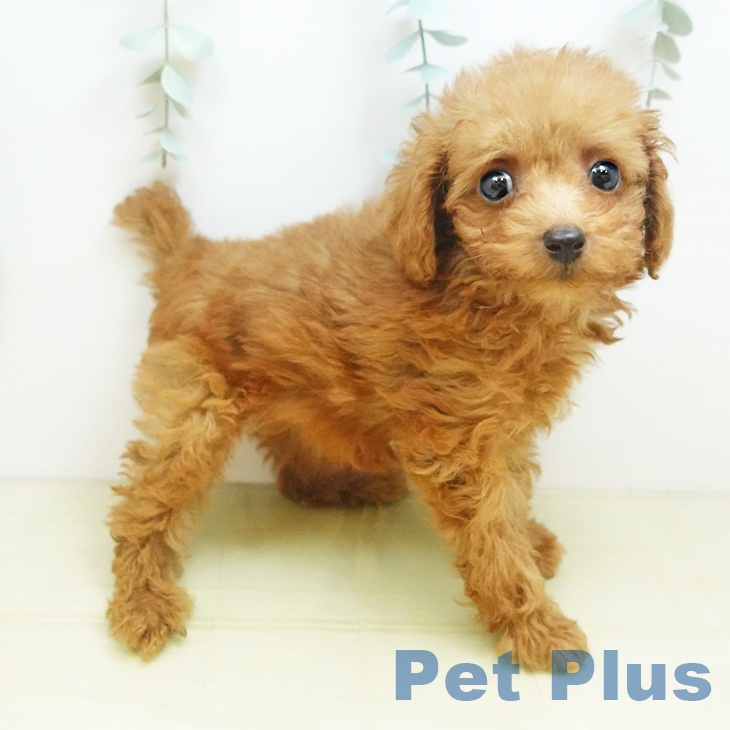 トイ・プードルの写真2