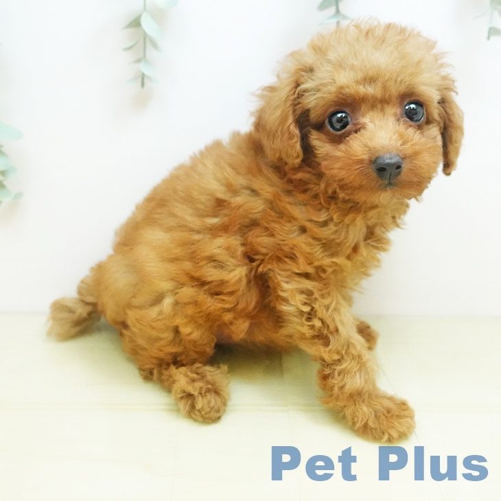 愛媛県のトイプードル(トイ) (ペットプラス 新居浜店/2025年8月19日生まれ/女の子/アプリコット)の子犬