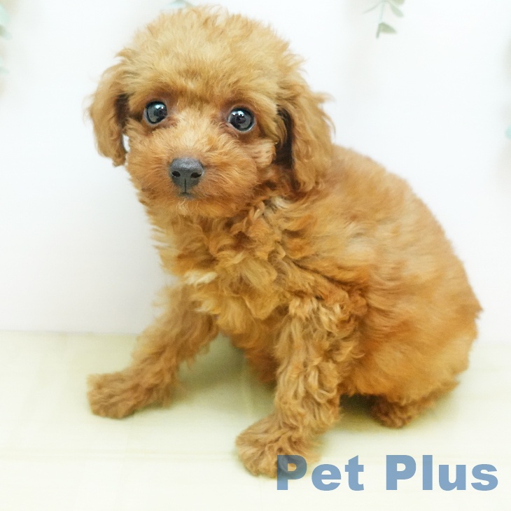 2025年8月19日生まれのトイプードル(トイ)の2枚目の写真