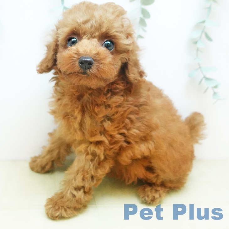 岡山県のトイプードル(トイ) (ペッツワン 岡山南店/2025年8月19日生まれ/女の子/アプリコット)の子犬の1枚目の画像