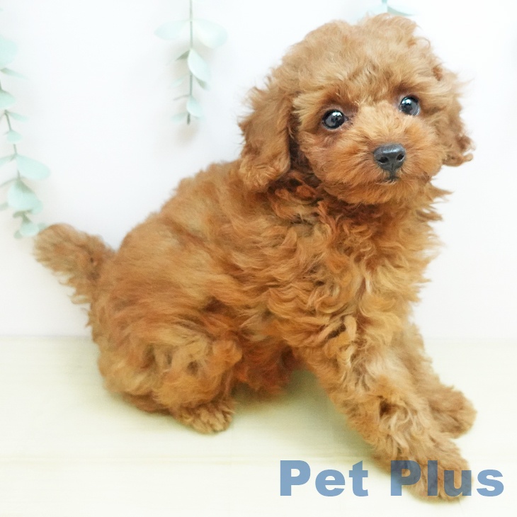 岡山県のトイプードル(トイ) (ペッツワン 岡山南店/2025年8月19日生まれ/女の子/アプリコット)の子犬の2枚目の画像