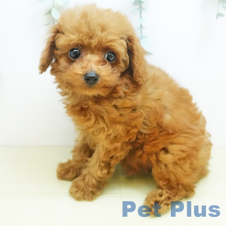 香川県のトイプードル(トイ) (ペットプラス 綾川店/2025年8月19日生まれ/女の子/アプリコット)の子犬の1枚目の画像