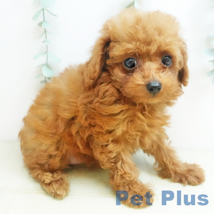 香川県のトイプードル(トイ) (ペットプラス 綾川店/2025年8月19日生まれ/女の子/アプリコット)の子犬の2枚目の画像