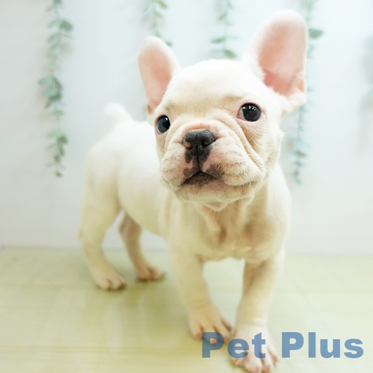 2025年8月24日生まれのフレンチブルドッグの2枚目の写真
