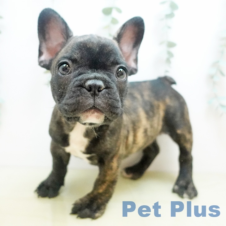 香川県のフレンチブルドッグ (ペットプラス 高松店/2025年8月24日生まれ/男の子/ブリンドル)の子犬の1枚目の画像