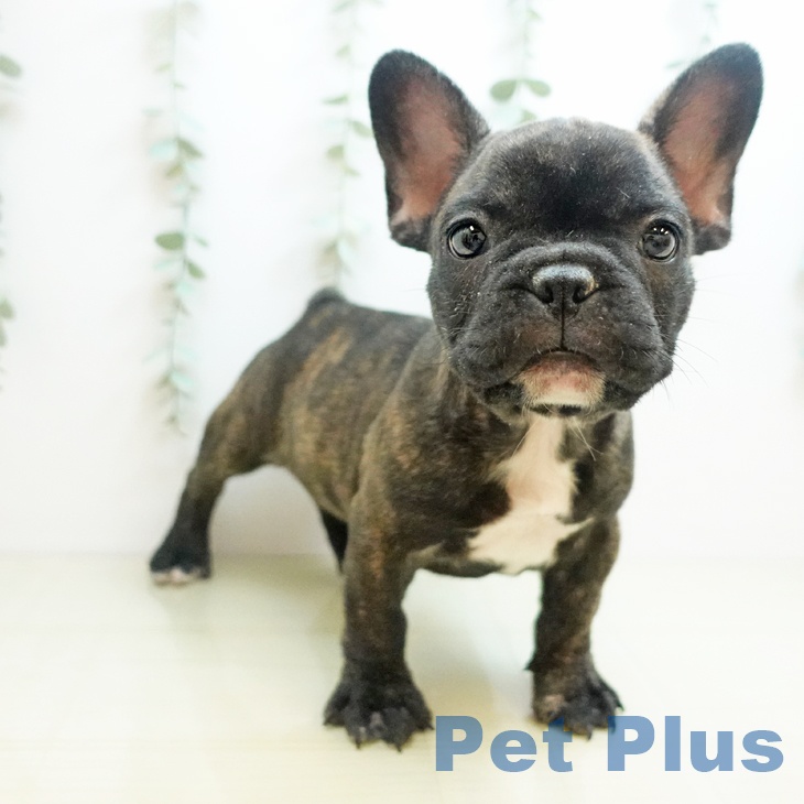 香川県のフレンチブルドッグ (ペットプラス 高松店/2025年8月24日生まれ/男の子/ブリンドル)の子犬の2枚目の画像
