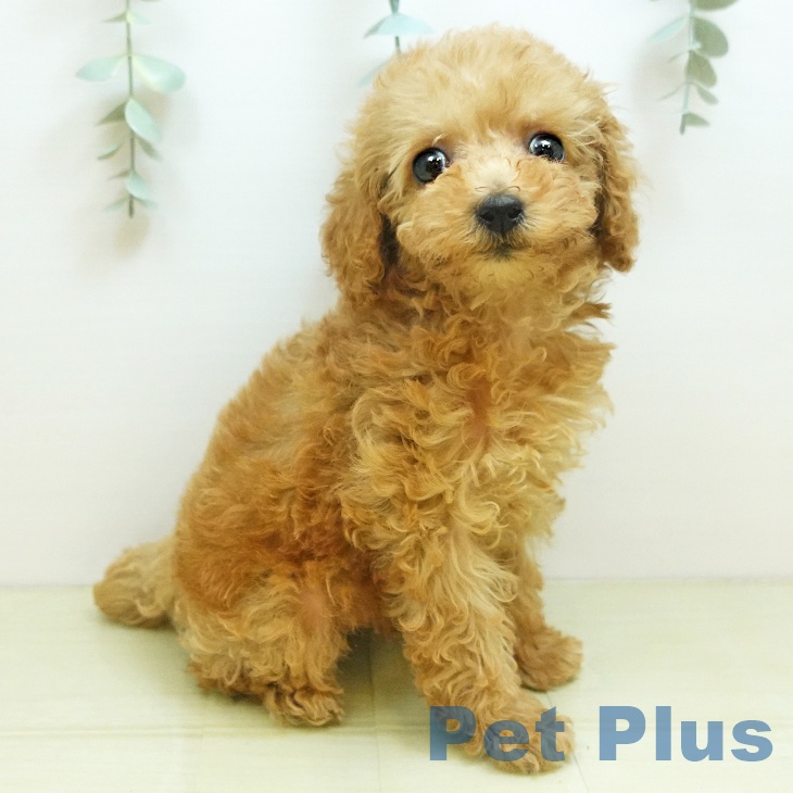岡山県のトイプードル(トイ) (ペットプラス 岡山店/2025年8月23日生まれ/女の子/アプリコット)の子犬