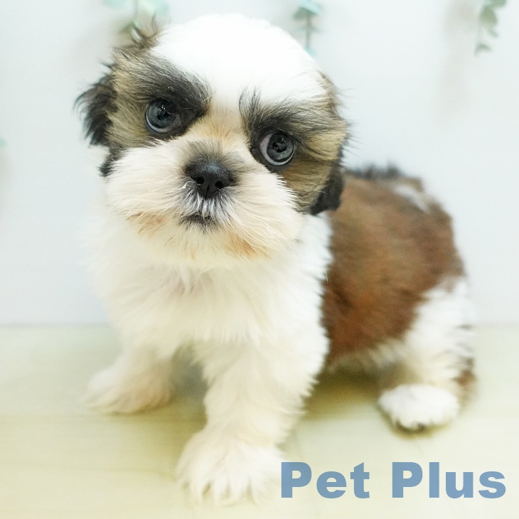 シー・ズーの写真2