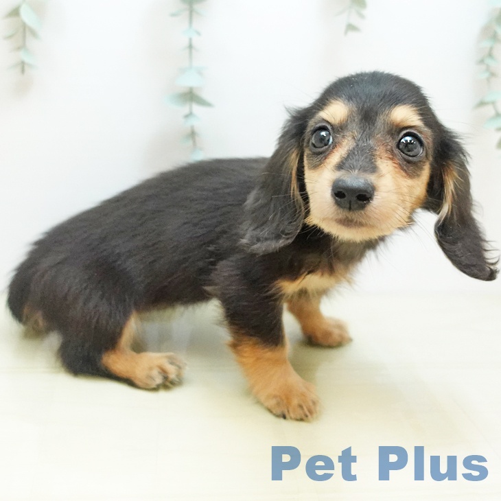 千葉県のミニチュアダックスフンド(ロング) (ペットプラス 幕張新都心店/2025年8月28日生まれ/女の子/ブラックイエロー)の子犬の1枚目の画像