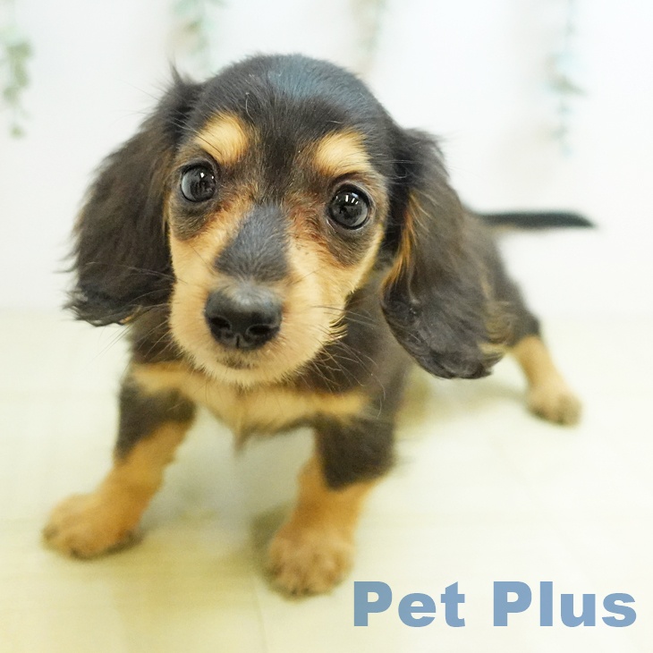 千葉県のミニチュアダックスフンド(ロング) (ペットプラス 幕張新都心店/2025年8月28日生まれ/女の子/ブラックイエロー)の子犬の2枚目の画像