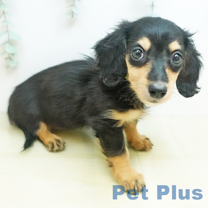 千葉県のミニチュアダックスフンド(ロング) (ペットプラス 成田店/2025年8月28日生まれ/女の子/ブラックイエロー)の子犬の1枚目の画像