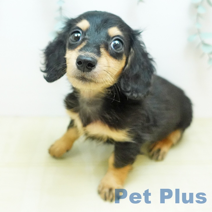 千葉県のミニチュアダックスフンド(ロング) (ペットプラス 成田店/2025年8月28日生まれ/女の子/ブラックイエロー)の子犬の2枚目の画像